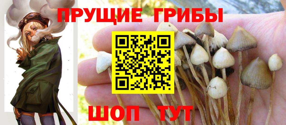 Лангепас  Псилоцибиновые грибы Psilocybine cubensis  Вход с VPN 